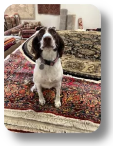 Kandy dog