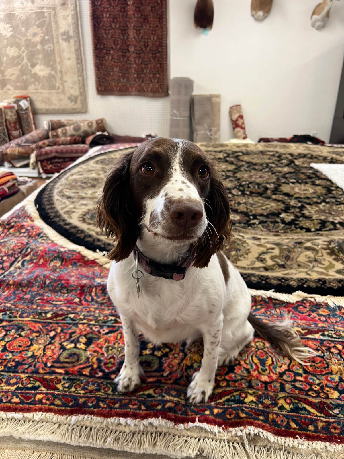 McFarlands Carpet Service | McFarlands Carpet and Rug Service McFarlands Carpet Service
