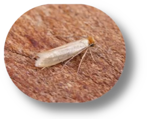 Rug Moths